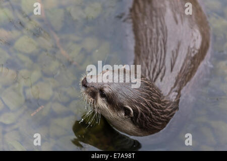 An oriental small-clawed otter, Asian small-clawed otter, (Aonyx cinerea), WWT London Wetland Centre, Barnes Stock Photo