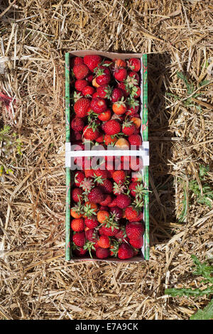 Freshly harvested strawberries in field Stock Photo