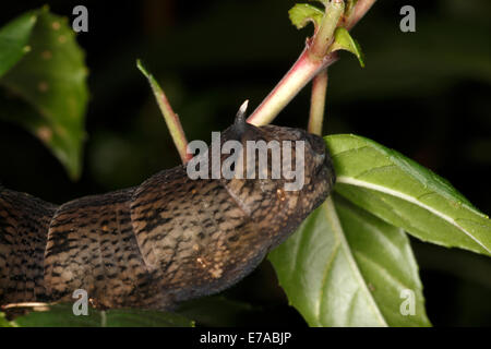 Deilephila elpenor. Elephant Hawk Moth Stock Photo