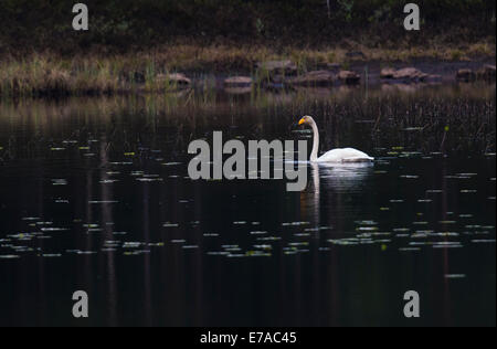 Whooper swan, Cygnus cygnus, swimming in lake with water lilies leaves Stock Photo