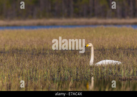 Whooper swan, Cygnus cygnus, lying resting in grass in a swamp Stock Photo