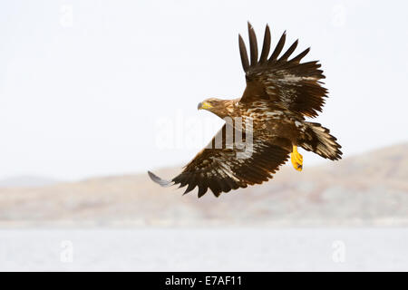 White-tailed eagle (Haliaeetus albicilla) flying in Norwegian bay at sunset. Stock Photo