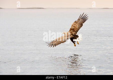 White-tailed eagle (Haliaeetus albicilla) catching fish in Norwegian bay at sunset. Stock Photo