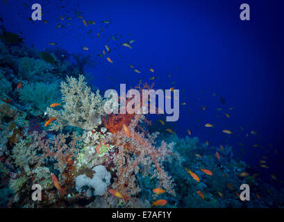 Soft corals and anthias provide colour and life on Soraya Reef, Red Sea, Egypt Stock Photo