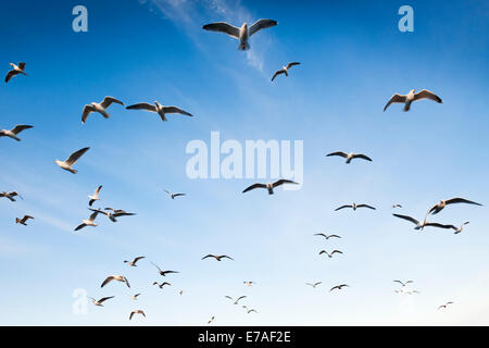 Group of Herring gulls (Larus argentatus) flying against blue sky. Stock Photo