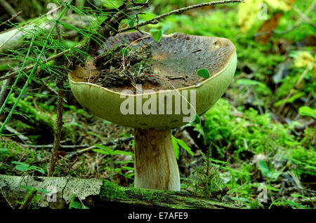 Boletus edulis, commonly known as the porcini (as well as penny bun, porcino or cep), is a basidiomycete fungus. Stock Photo