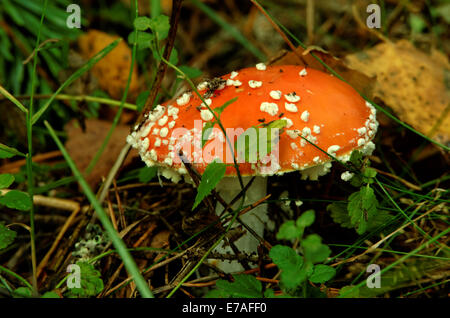 Amanita muscaria, commonly known as the fly agaric or fly amanita, is a mushroom and psychoactive basidiomycete fungus.