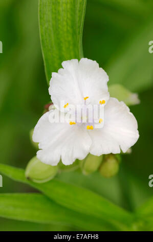 Anderson's Spiderwort (Tradescantia andersoniana hybrid), Osprey variety, blossom, Germany Stock Photo