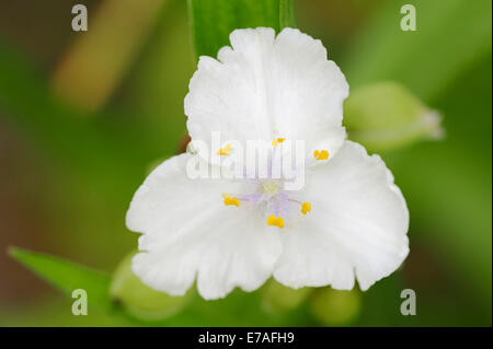 Anderson's Spiderwort (Tradescantia andersoniana hybrid), Osprey variety, blossom, Germany Stock Photo