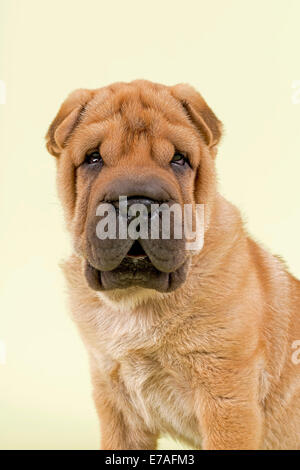 Shar Pei puppy, 8 weeks, male, colour red Stock Photo