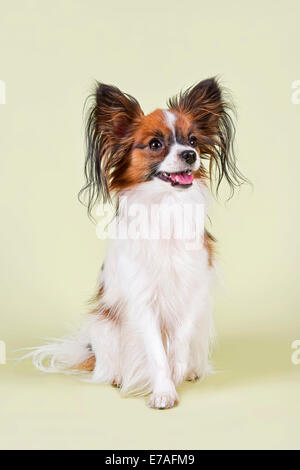 Papillon, male, 18 months, colour White Sable Stock Photo