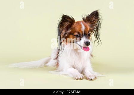 Papillon, male, 18 months, colour White Sable Stock Photo