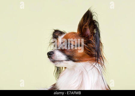 Papillon, male, 18 months, colour White Sable Stock Photo