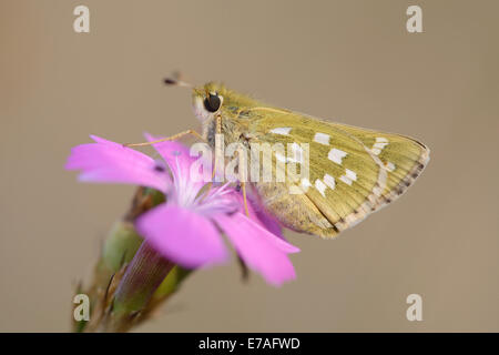Silver-spotted Skipper (Hesperia comma) perched on a Maiden Pink (Dianthus deltoides), Thuringia, Germany Stock Photo
