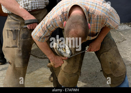 Farrier shoeing a horse, rasping a hoof, Engelbach, Hesse, Germany Stock Photo