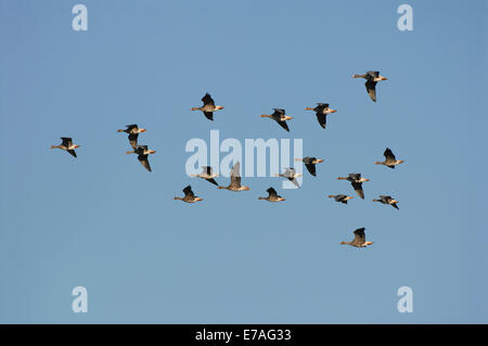 White-fronted Geese (Anser albifrons), in flight, Mecklenburg-Western Pomerania, Germany Stock Photo