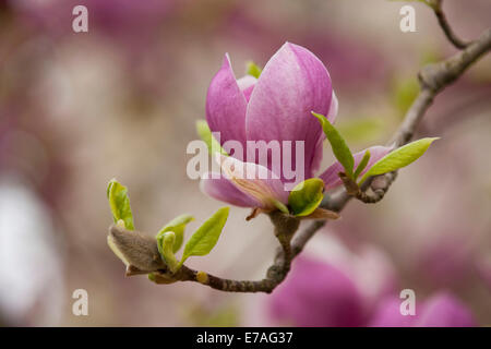 Saucer Magnolia (Magnolia x soulangeana), flowering, Thuringia, Germany Stock Photo