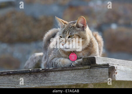 Land's End Cat; Cornwall; UK Stock Photo