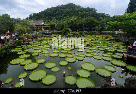 Taipei's Taiwan. 11th Sep, 2014. Giant leaves of Victoria are seen during an aquatic plants exhibition at the Shuangxi Park in Taipei, southeast China's Taiwan, Sept. 11, 2014. Victoria is a genus of water-lilies, in the plant family Nymphaeaceae, with very large green leaves that lie flat on the water's surface. The leaf of Victoria is able to support quite a large weight due to the plant's structure, although the leaf itself is quite delicate. Credit:  Wang Qingqin/Xinhua/Alamy Live News Stock Photo
