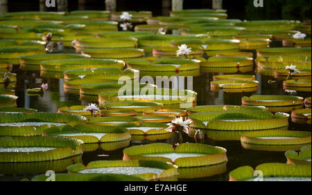 Taipei's Taiwan. 11th Sep, 2014. Giant leaves of Victoria are seen during an aquatic plants exhibition at the Shuangxi Park in Taipei, southeast China's Taiwan, Sept. 11, 2014. Victoria is a genus of water-lilies, in the plant family Nymphaeaceae, with very large green leaves that lie flat on the water's surface. The leaf of Victoria is able to support quite a large weight due to the plant's structure, although the leaf itself is quite delicate. Credit:  Wang Qingqin/Xinhua/Alamy Live News Stock Photo