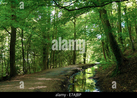 View of empty path through Skipton Castle woods. Stock Photo