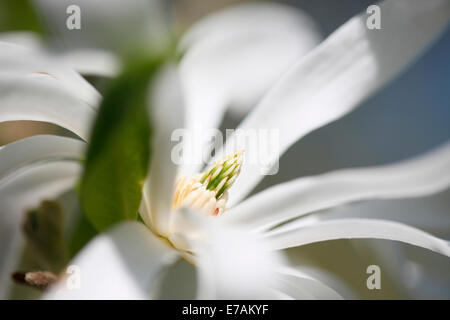 white magnolia stellata free flowing and elegant © Jane Ann Butler Photography JABP1280 Stock Photo