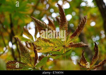 quintessentially autumn the bold horse chestnut tree - nature's seasonal cycle  © Jane Ann Butler Photography JABP1097 Stock Photo