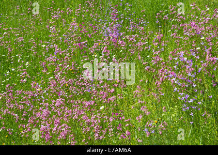 meadow wildflowers cuckoo light red carnations bellflower Stock Photo