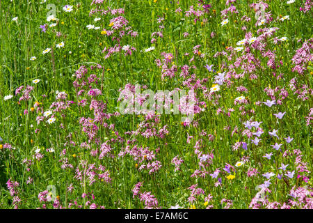 meadow wildflowers cuckoo light red carnations bellflower Stock Photo