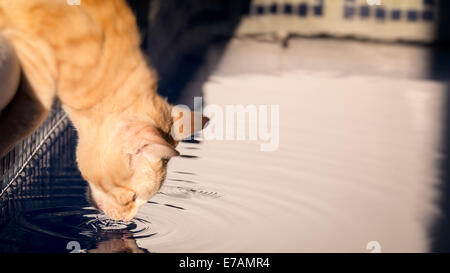 Cat Drinking Water from a Swimming Pool. Stock Photo