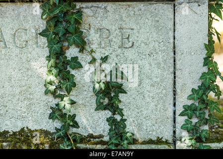 An ivy vine grows on a tombstone. Stock Photo