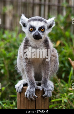 Baby Ring-Tailed Lemur (lemur catta) Stock Photo