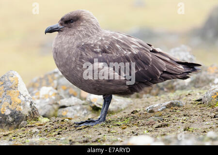 A Brown skua (Stercorarius antarcticus) Stock Photo