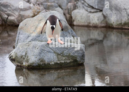 A long-tailed gentoo penguin (Pygoscelis papua), Antarctica Stock Photo
