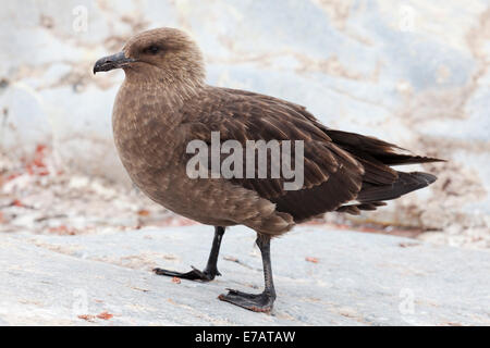 A Brown skua (Stercorarius antarcticus) Stock Photo