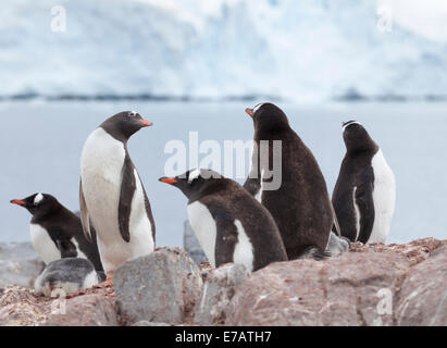 Five adult long-tailed gentoo penguins (Pygoscelis papua) and a chick in a penguin colony, Port Lockroy, Antarctica Stock Photo