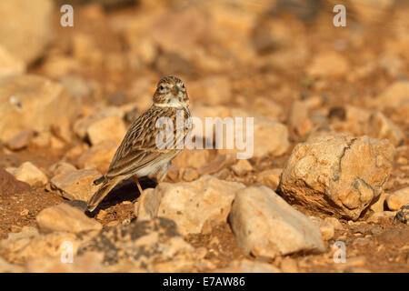 Lesser Short-toed Lark (Calandrella rufescens), Stock Photo