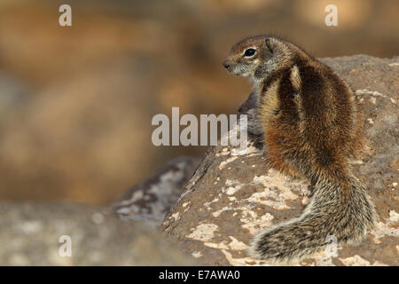 Barbary Ground Squirrel (Atlantoxerus getulus), Fuerteventura Stock Photo