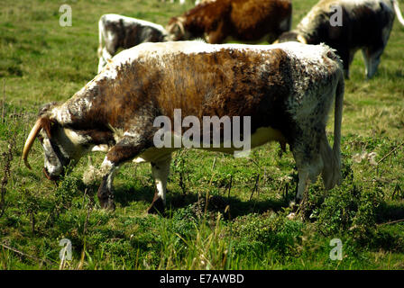 English Longhorn grazing Stock Photo