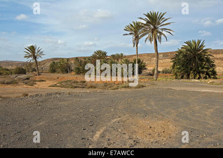 Barranco de la Torre with palms south of Caleta de Fuste, Fuerteventura, Stock Photo