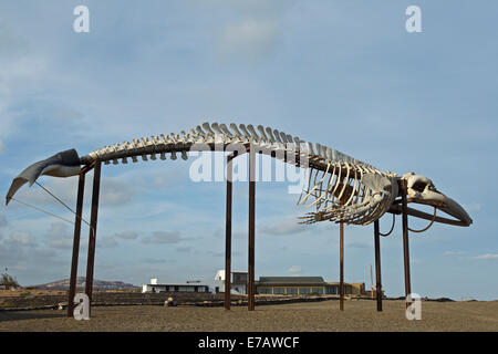 Skeleton of Fin Whale (Balaenoptera physalus), Salt museum, Salinas del Carmen, Stock Photo