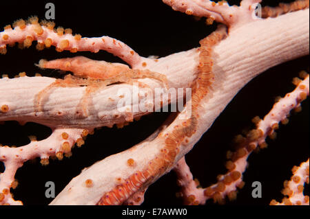 A Wire Coral Crab on a sea fan in the Solomon Islands. Stock Photo