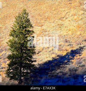 Detail in forest of pine tree in sunlight and snow Stock Photo