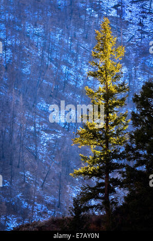 Detail in forest of pine tree in sunlight and snow Stock Photo