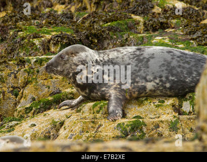 Arctic seal on rocks coated with green seaweed near Farne Island in North Sea near village of Seahouses, Northumberland England Stock Photo