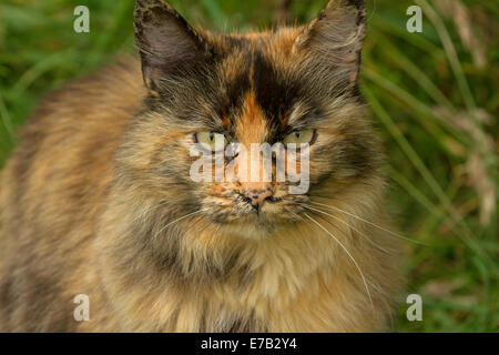 Portrait of long haired tortoiseshell coloured cat against green background Stock Photo