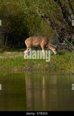 Mule deer (Odocoileus hemionus) by Mirror Lake, Tenaya Canyon, Yosemite National Park, California, USA Stock Photo