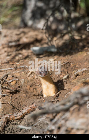 Long-tailed weasel in the Canadian Rockies Stock Photo