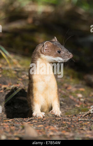 Long-tailed weasel in the Canadian Rockies Stock Photo