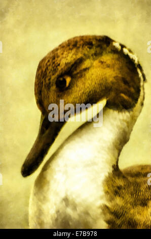 Illustrations Pintail (Lat. Anas acuta L.), watercolor Stock Photo